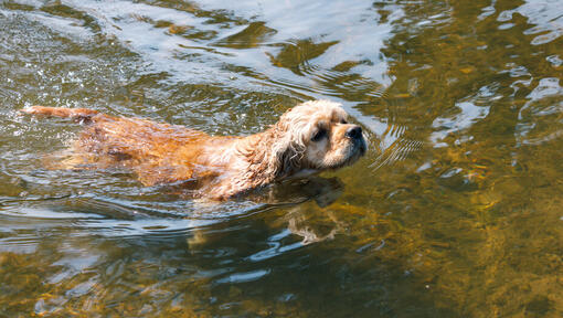 How to get a dog 2025 to swim
